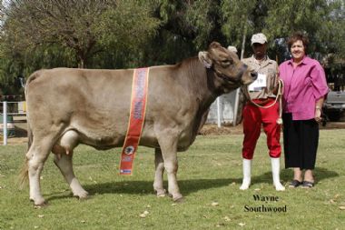 L 5344 - Senior Champion Cow, Owner ms MSE Bezuidenhout of the 
Lizie-Dolla Stud (0820859742). Mariekie Bezuidenhout is seen on the photo.
